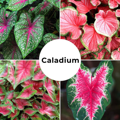 Hawaiian Punch Caladium Bulbs for Planting -Rare Coloring - Perennial Hosta, Elephant Ears, Fancy (5 Elephant Ear Bulbs)