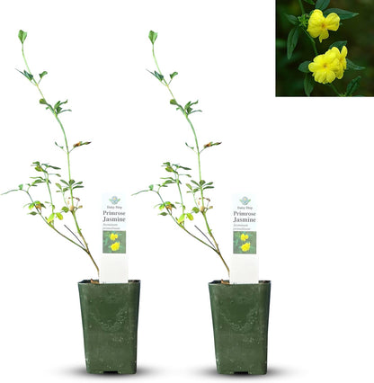 Primrose Jasmine (Jasminum Mesnyi) Live Plant - Fragrant Yellow Blooms. Japanese, Chinese, Asian. Indoor, Outdoor Shrub (4 prim jas Cups)