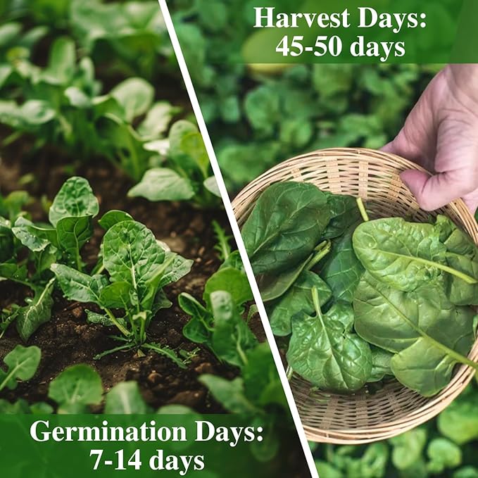 Bloomsdale Spinach Seeds, Approx 353 Seeds Heirloom Non-GMO, USA Supplier Seeds for Planting, Fast Growing for Gardens, Indoors or Outdoors
