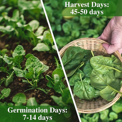 Bloomsdale Spinach Seeds, Approx 353 Seeds Heirloom Non-GMO, USA Supplier Seeds for Planting, Fast Growing for Gardens, Indoors or Outdoors