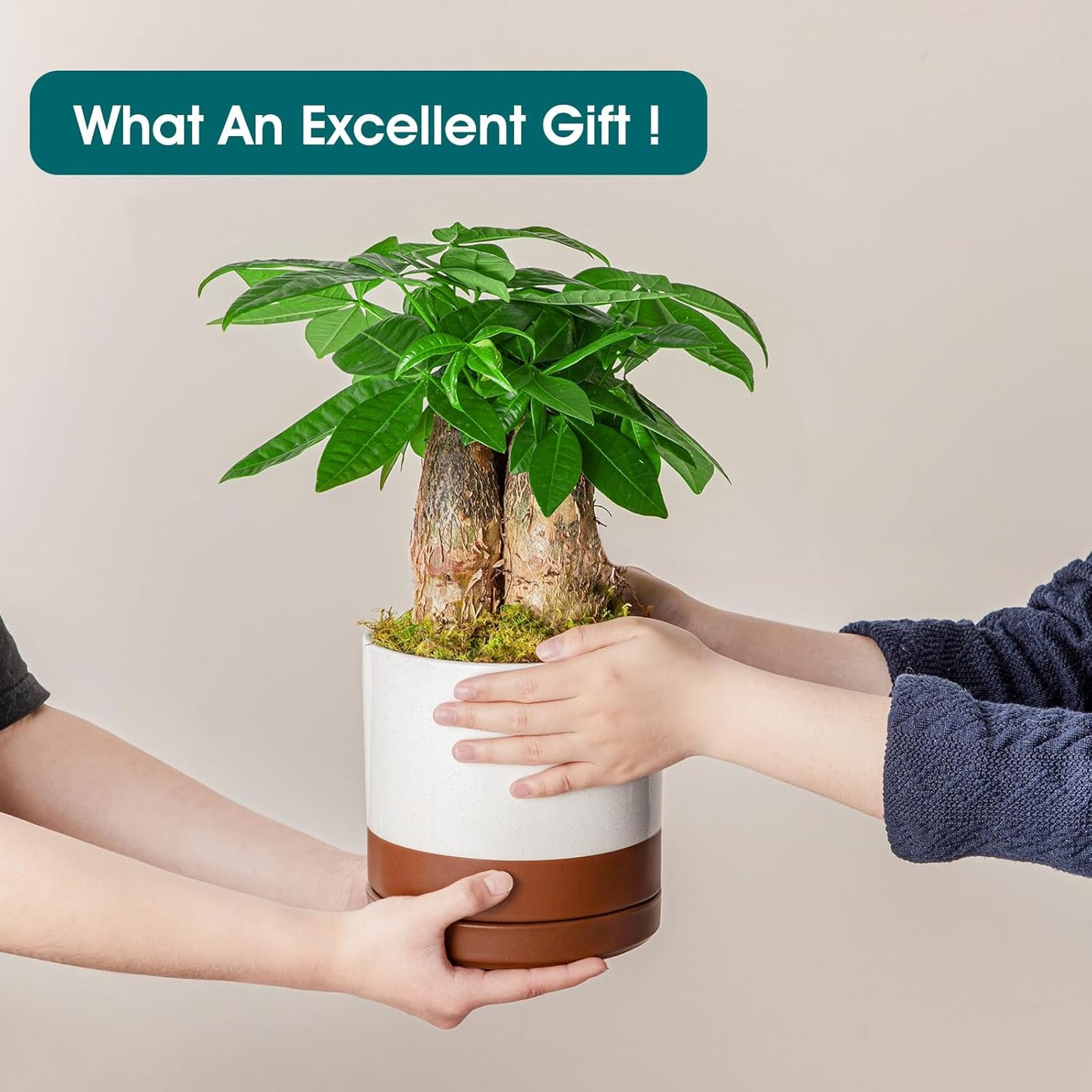 vancasso Ceramic Plant Pots, 3 Piece Planters for Indoor Plants, 4.25+5.25+6.25 Inch Flower Pots with Drainage, Plant Pots Indoor for Succulent, Pothos, Snake Plant and Money Tree, Etc (Khaki)