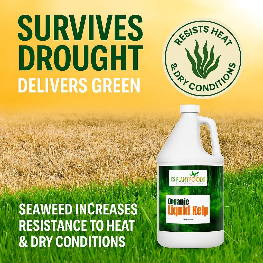 Organic Kelp Fertilizer by GS Plant Foods - Omri Listed(1 Gallon) - Liquid Kelp Concentrate for Gardens, Lawns & Soil Yields 800+ gallons