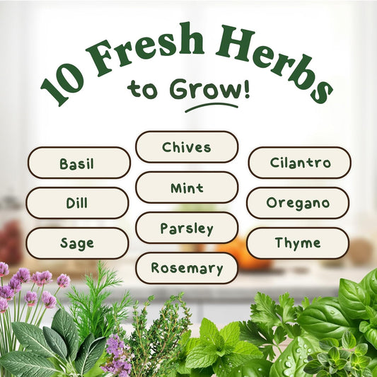 Seedboy Organic 10 Herb Variety Pack: Basil, Cilantro Mint Oregano Parsley Thyme Chives Dill Sage Rosemary for Planting Indoor and Outdoor, 5460 Non-GMO USDA Certified Seeds (10 Herb Variety Pack)