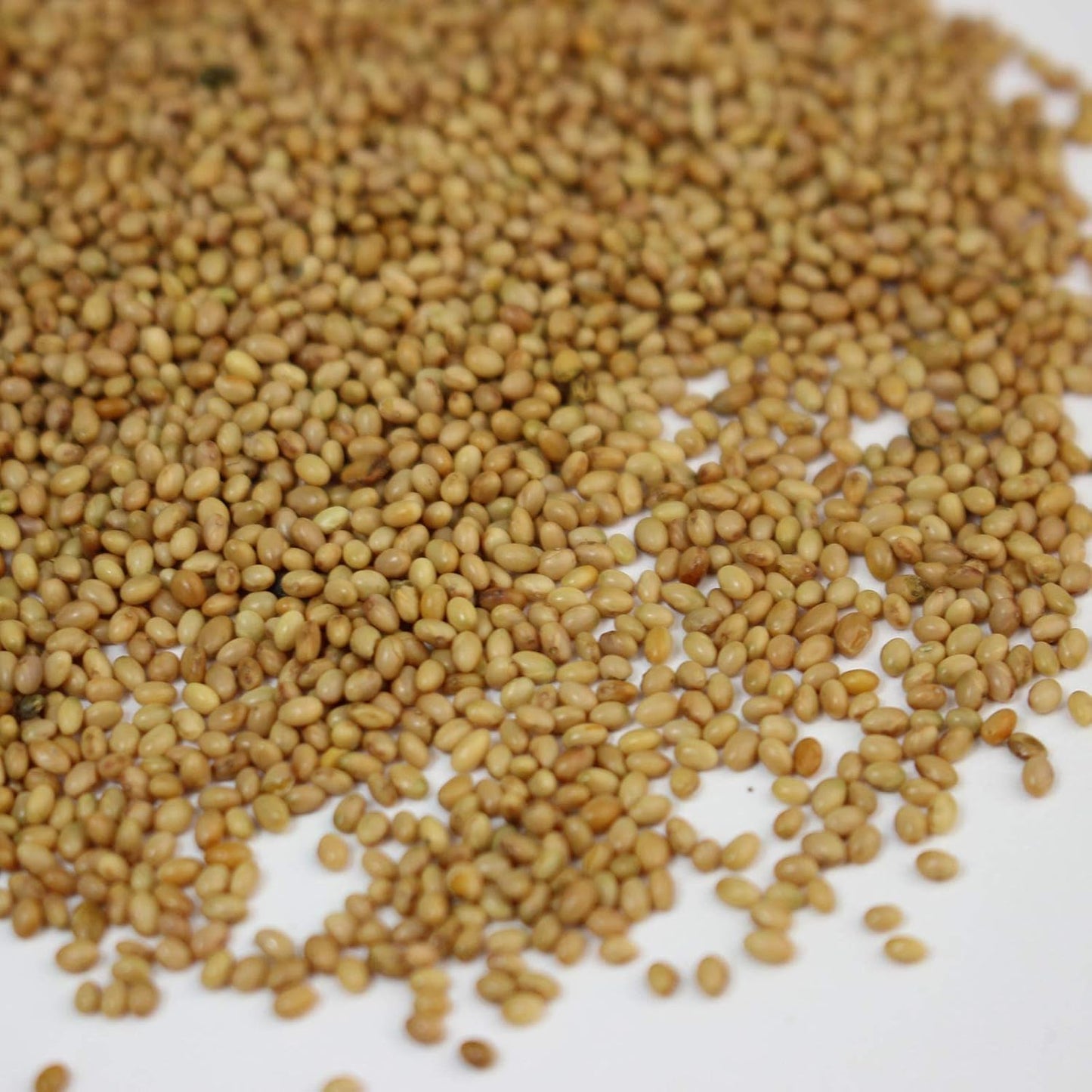 Crimson Clover Seeds (Coated) - 5 Lb - Garden Cover Crop, Non-GMO, Open Pollinated, Perennial, Heirloom - Coated for Easy Planting