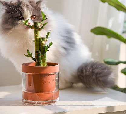 Phoenix Vine 4 Inch Self Watering Planter Pot, Terracotta Clay Pot with Glass Reservoir for Indoor Plants, Herbs, Flowers, Set of 4, 52-A-E-4