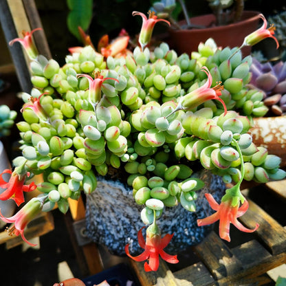 4" Cotyledon Pendens in White Stripe Pot, Live Succulent Rare House Plant for Home Office Wedding Indoor Outdoor Decoration, DIY Projects, Party Favor