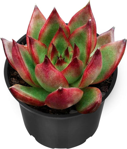 Sprout N Green Echeveria Agavoides Wild Horse, Live Succulent Plant Fully Rooted in 2" Pots with Soil Mix, Real Houseplant for Indoor Outdoor Home Office Wedding Decoration Party Favor