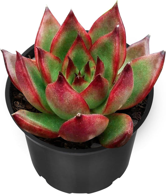 Sprout N Green Echeveria Agavoides Wild Horse, Live Succulent Plant Fully Rooted in 2" Pots with Soil Mix, Real Houseplant for Indoor Outdoor Home Office Wedding Decoration Party Favor