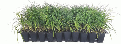 Mondo Grass - 20 Live Plants - Ophiopogon Japonicus - Live Evergreen Groundcover Plants - Shade Loving