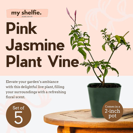 Generic Mini Pink Jasmine Vine, Fragrant and Live Houseplant, 2 Inch Pot, Jasminum Polyanthum (5)