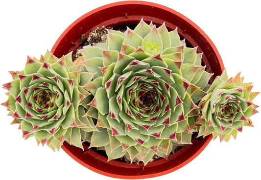 Sprout N Green Sempervivium calcareum, 1 Live Succulent Plant Fully Rooted in 4" Pot, House Plant for Indoor Outdoor Home Office Wedding Decoration DIY Project Party Favor