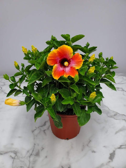 Hibiscus Bush - Fiesta Flower - Tropical Plants of Florida - Overall Height 22" to 26" (Plant Only)