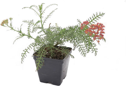 Greenwood Nursery: Live Perennial Plants - Achillea New Vintage Red Yarrow - [Qty: 1x Pint Pot] - (Click for Other Available Plants/Quantities)
