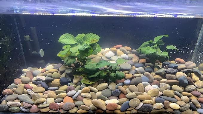 10 lbs River Rocks, 1-2 Inch Natural Pebbles for Plants, Landscaping, Garden, Aquarium, Backyard and Indoor Water Fountains