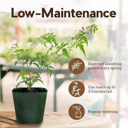 Generic Mini Pink Jasmine Vine, Fragrant and Live Houseplant, 2 Inch Pot, Jasminum Polyanthum (3)