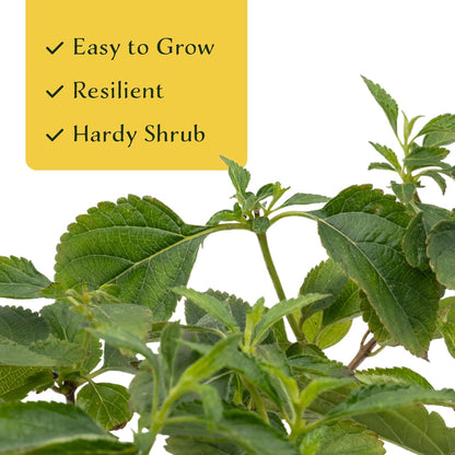 12 Dallas Red Lantana | Live Plants in 2.5-inch Nursery Cubes | Lantana Camara 'Dallas Red' Variety | Hardy Evergreen Perennial Shrub | Fiery Vibrant Blooms for Home & Garden