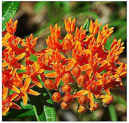 Blood Flower Milkweed Seeds - Food and Host Plant for Monarch Butterflies…