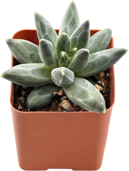 2" Rare Succulent pachyphytum compactum, Live Succulents Plants Fully Rooted in Grower Pots, Unique Gift for Wedding Favor, Party Favor