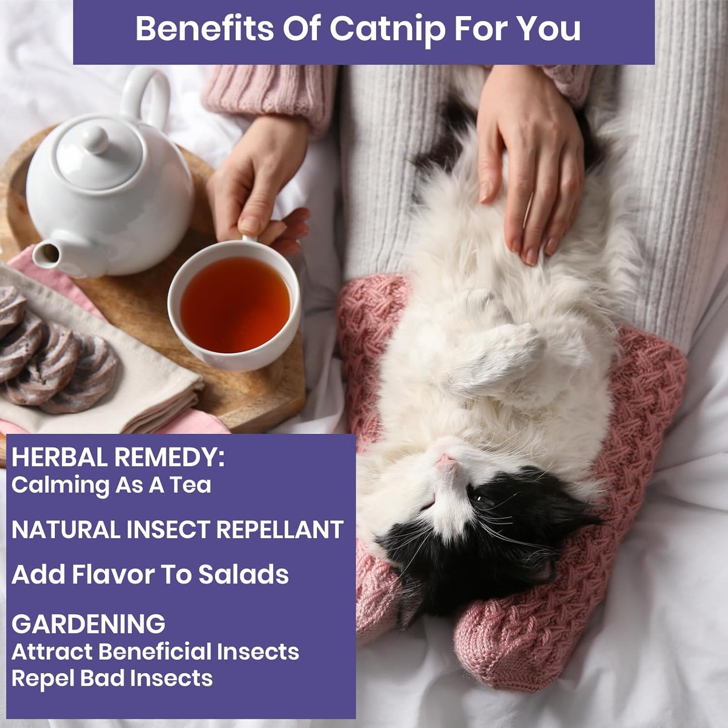 NatureZ Edge Catnip Seeds for Planting, 6.5 Grams, 11,000+ Herb Seeds, Indoor or Outdoor Growing, Your Cat Will Love Them, Non-GMO