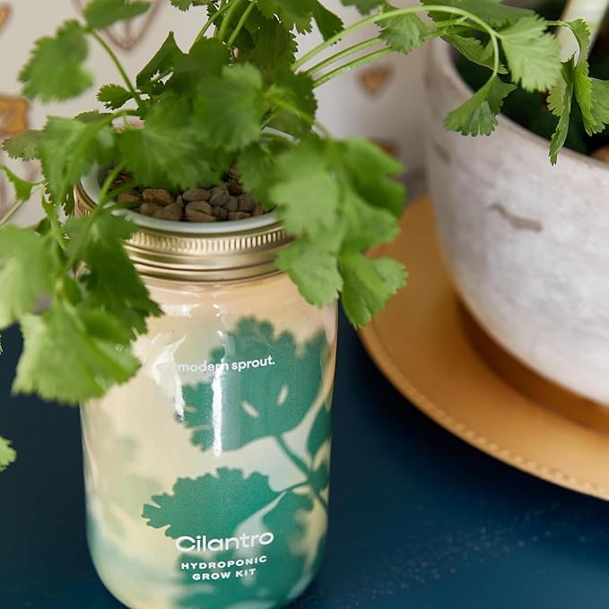 Modern Sprout Mason Garden Jar + Replant Kit - Self-Watering Hydroponics Growing System Kit w/Organic Herb Seeds - Jar Planter for Indoor Herb Garden - Seed Starter - Home Decor Gifting - Cilantro