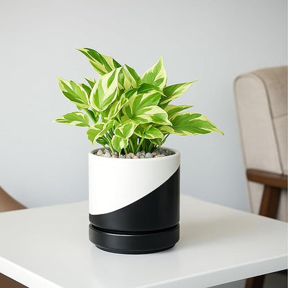 D'vine Dev 4.7 Inch Ceramic Planter Pot with Drainage Hole and Saucer, Indoor Cylinder Round Planter Pot, Oblique Monochrome Black and White, 94-O-B-K