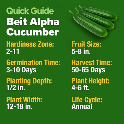 HOME GROWN 𝗨𝗦𝗔 𝗣𝗥𝗘𝗠𝗜𝗨𝗠 Persian Cucumber Seeds – 50+ Heirloom Non-GMO, High-Yielding Beit Alpha Variety | Fast Growing, Sweet Tender Skin, Home Vegetable Garden Seeds (Cucumis sativus)