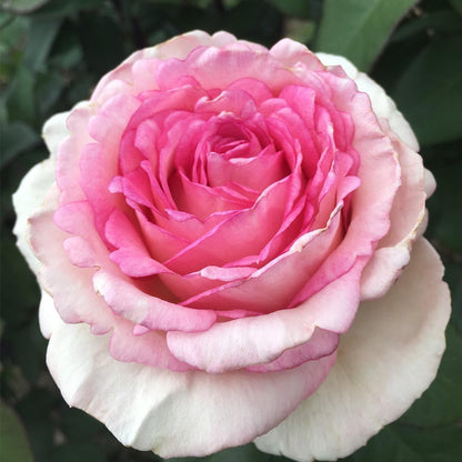Heirloom Roses Rose Plant - Eleganza® Pink Enchantment® Pink Rose Bush, Hybrid Tea Live Plant for Planting Outdoors