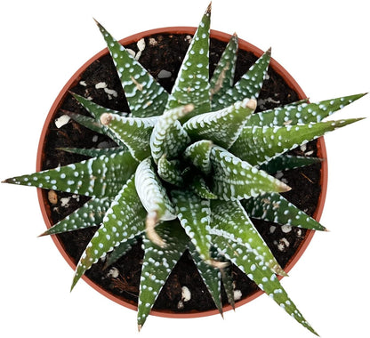 Sprout N Green Haworthiopsis fasciata 'Big Band', Live Succulent Fully Rooted in 4" Pots, Rare House Plant for Home Office Indoor Outdoor Wedding Decoration, DIY Projects, Party Favor
