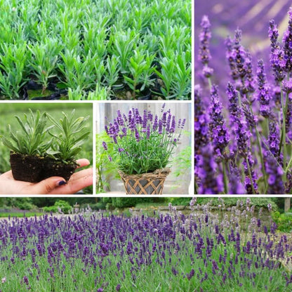 Pack 2 Provence Lavender Live Plants, Perennial Purple Lavender Flowers Shrubs, Fragrant Flower Herb for Planting 4-8 Inch