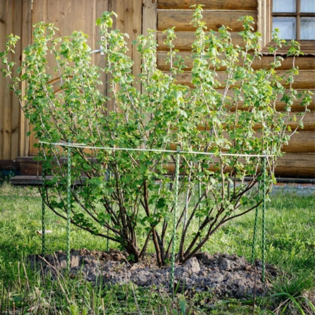 Fiberglass Eco Friendly Garden Stakes (Choose Height/Quantity) – Durable, Lightweight, Tomato, Tree, Strawberry, Plant, Support Fencing Stakes with Patterned Surface 5/16" Diameter (100, 3)