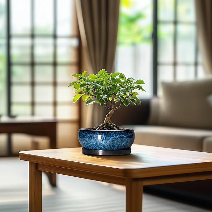 Succulent Pots - 6 Inch Ceramic Bonsai Pots with Drainage Hole and Saucer, Shallow Planter for Indoor Outdoor, Round Succulent Planter, Cactus Pot, Office Decor, Gifts for Plant Lovers, Blue