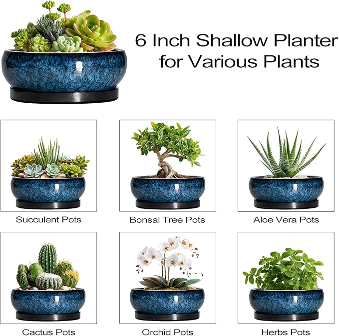 Succulent Pots - 6 Inch Ceramic Bonsai Pots with Drainage Hole and Saucer, Shallow Planter for Indoor Outdoor, Round Succulent Planter, Cactus Pot, Office Decor, Gifts for Plant Lovers, Blue