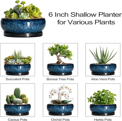 Succulent Pots - 6 Inch Ceramic Bonsai Pots with Drainage Hole and Saucer, Shallow Planter for Indoor Outdoor, Round Succulent Planter, Cactus Pot, Office Decor, Gifts for Plant Lovers, Blue