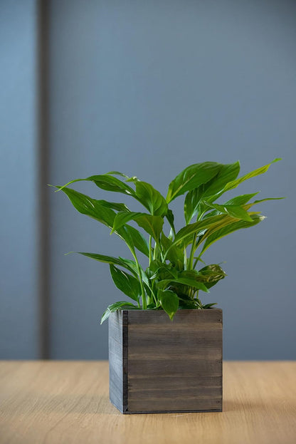 Wooden Planter Box, Rustic Barn Wood with Plastic Liner l Garden Decor l Restaurant and Wedding Decorations l Wedding Bouquets, Table Centerpiece (5x5 Set of 4, Natural)