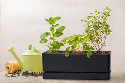 D'vine Dev 12 Inch Window Box Planter, Rectangle Plastic Herb Planter with Drainage Holes and Saucer, Indoor Succulent Cactus Vegetable Pot for Windowsill, Garden Balcony, Black, Set of 1, 76-X-B-1
