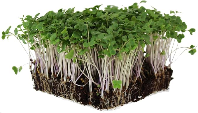 Waltham 29 Broccoli Seeds | Non-GMO Bulk Heirloom Broccoli Seeds for Sprouting, Microgreens, Vegetable Gardening, Garden Salad Garnishes, & More (1 Lb)