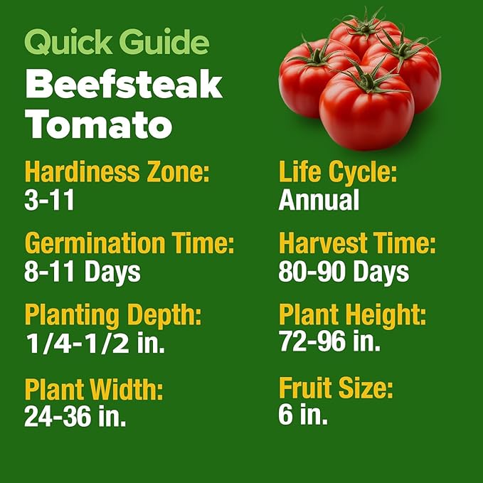 HOME GROWN Beefsteak Tomato Seed Pack - 300 Heirloom Tomato Seeds for Planting Outdoors – High-Yield Non-GMO Vegetable Seeds for Growing Large, Meaty Tomatoes for Summer Dishes (Solanum lycopersicum)