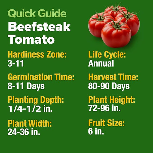 HOME GROWN Beefsteak Tomato Seed Pack - 300 Heirloom Tomato Seeds for Planting Outdoors – High-Yield Non-GMO Vegetable Seeds for Growing Large, Meaty Tomatoes for Summer Dishes (Solanum lycopersicum)