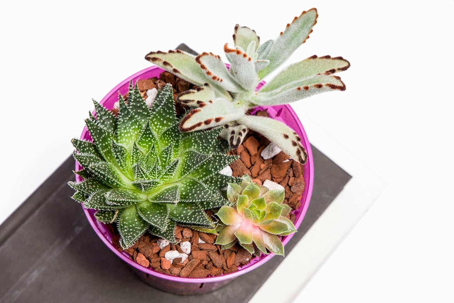 rePotme Slow Release Succulent & Cactus Food | Feed ME! Time Release Fertilizer (11-10-11) | Feed Your Plants Automatically, Apply Once Every 6 Months