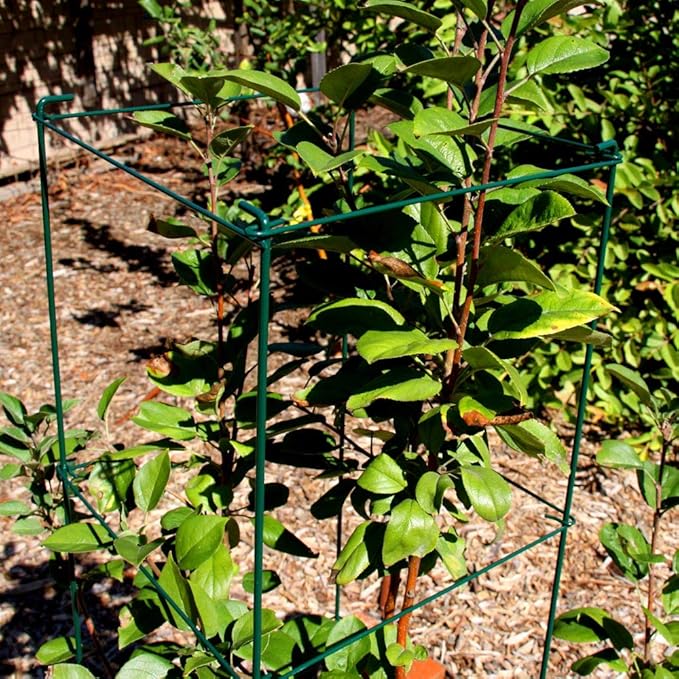 Green Square Folding Tomato Cage Plant Support Stake Tower 12 inch by 46 inch, Pack of 10 Sets