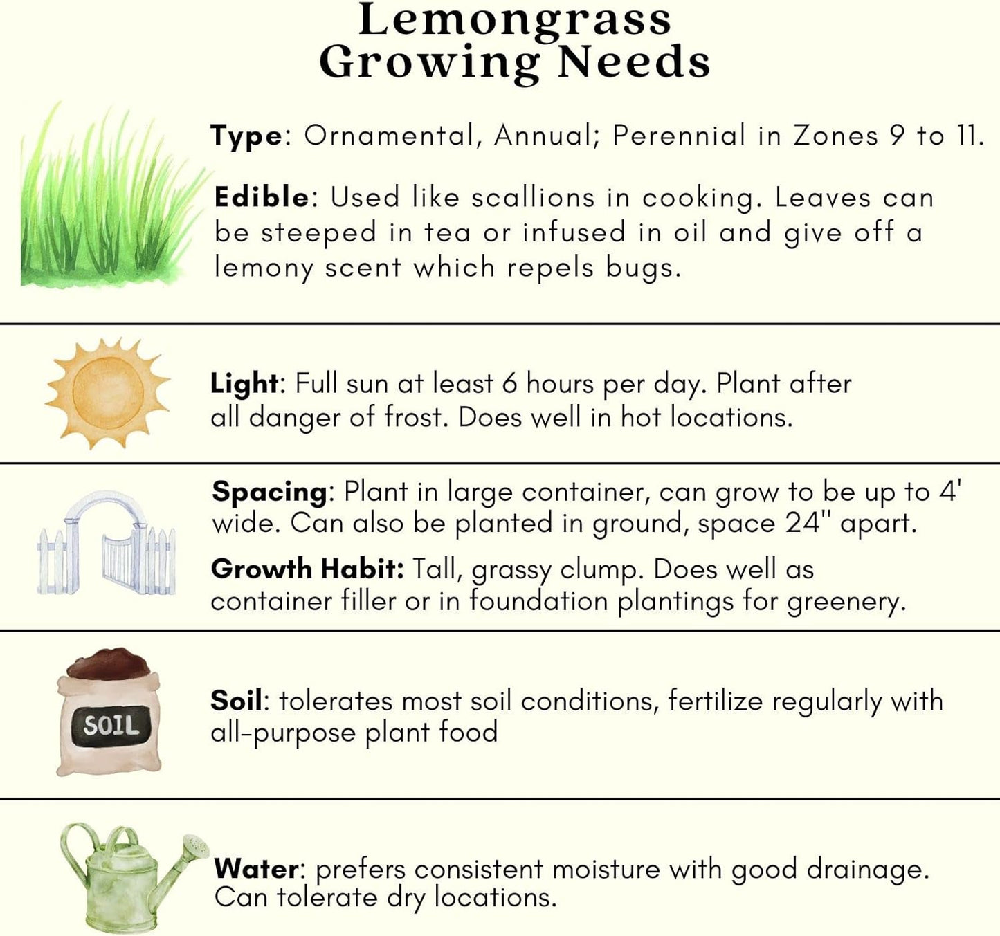 Clovers Garden 2 Large Lemongrass Plants Live - Mosquito Repellent Plants 4”– 7” Tall in 3.5” Pots - Non-GMO Edible Medicinal Herb Cymbopogon Citratus