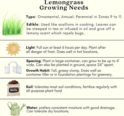 Clovers Garden 2 Large Lemongrass Plants Live - Mosquito Repellent Plants 4”– 7” Tall in 3.5” Pots - Non-GMO Edible Medicinal Herb Cymbopogon Citratus