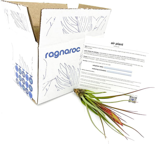 Air Plants - Flowering Tillandsia Melanocrater Tricolor, Large 5" - 1ct - Live Arrival Guaranteed - House Plants for Home Decor & Gift