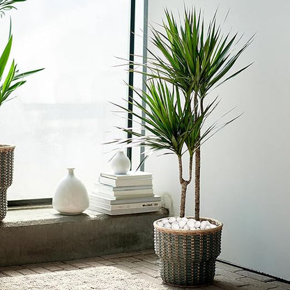 20 lbs White Rocks for Plants Indoor, 1-2 inch Decorative Garden Stone Outdoor Landscaping, Walkways, Yard, Large Polished River Rocks for Plants Pots, Vases, Crafts