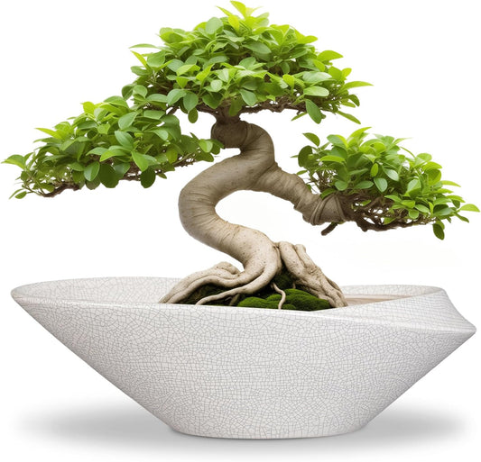 Bonsai Tree Pot - 12 Inch Ceramic Planter with Drainage Hole, Modern Succulent Pots for Indoor & Outdoor, Decorative Planter for Home Decor, Plant Lover Gifts, White-Black