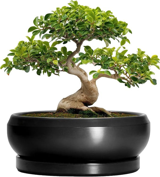 Bonsai Pots 13 Inch - Large Ceramic Succulent Pots with Drainage Hole and Tray, Round Planter Bowl Indoor Outdoor, Modern Shallow Planters, Home Living Room Decor, Gardening Gifts, Black