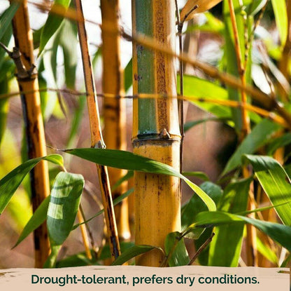 300+ PCS Green Bamboo Seeds for Planting Exotic Bamboo Seed Fast Growing Giant Bamboos Privacy Screen