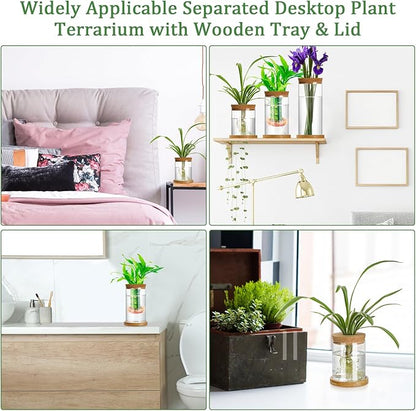 Maxcheck 3 Pcs 3 Sizes Plant Propagation Station Separated Glass Plant Terrarium Water Hydroponic Planter Holder with Lid and Wooden Stand Propagation Vase Pot for Home Indoor Office(Various Sizes)