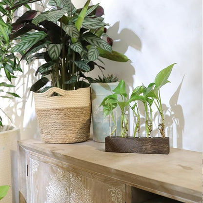 KAXYEW Desktop Glass Plant Propagation Station Test Tube Plant Terrarium in Wooden Stand for Hydroponic Plants Cutting Office Home Decoration Gift for Women (5 Test Tubes-BR)