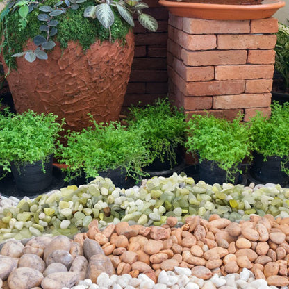 10LB Succulent and Cactus Jade Pebbles, 3/8 Inch Natural Decorative Polished Stones, River Rocks for Indoor Plants, Vases, Planters and Outdoor Gardening